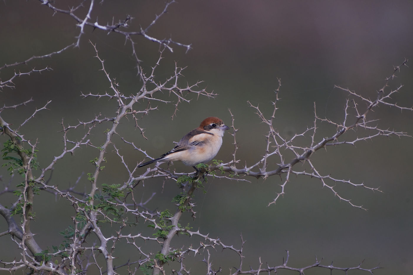 Woodchat shrike door de scoop gefotografeerd, digiscoping. © Ger Dirks