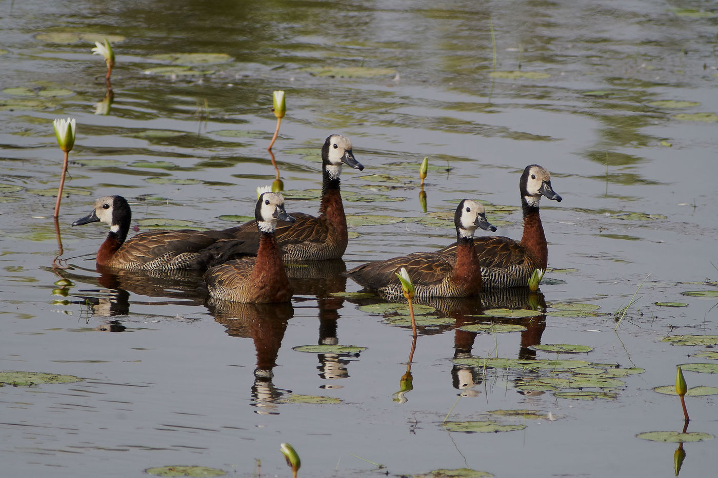 White-faced Whistling Duck / Witwangfluiteend door de scoop gefotografeerd. © Ger Dirks