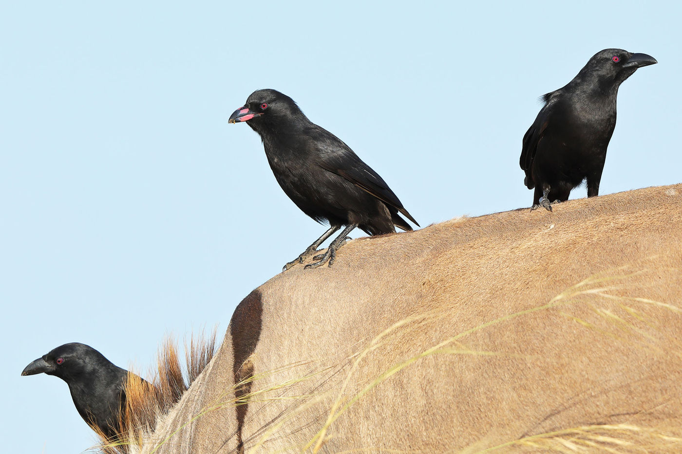 Piapiac, de jonge vogels hebben nog rosé in de snavel. © Peter Grobben