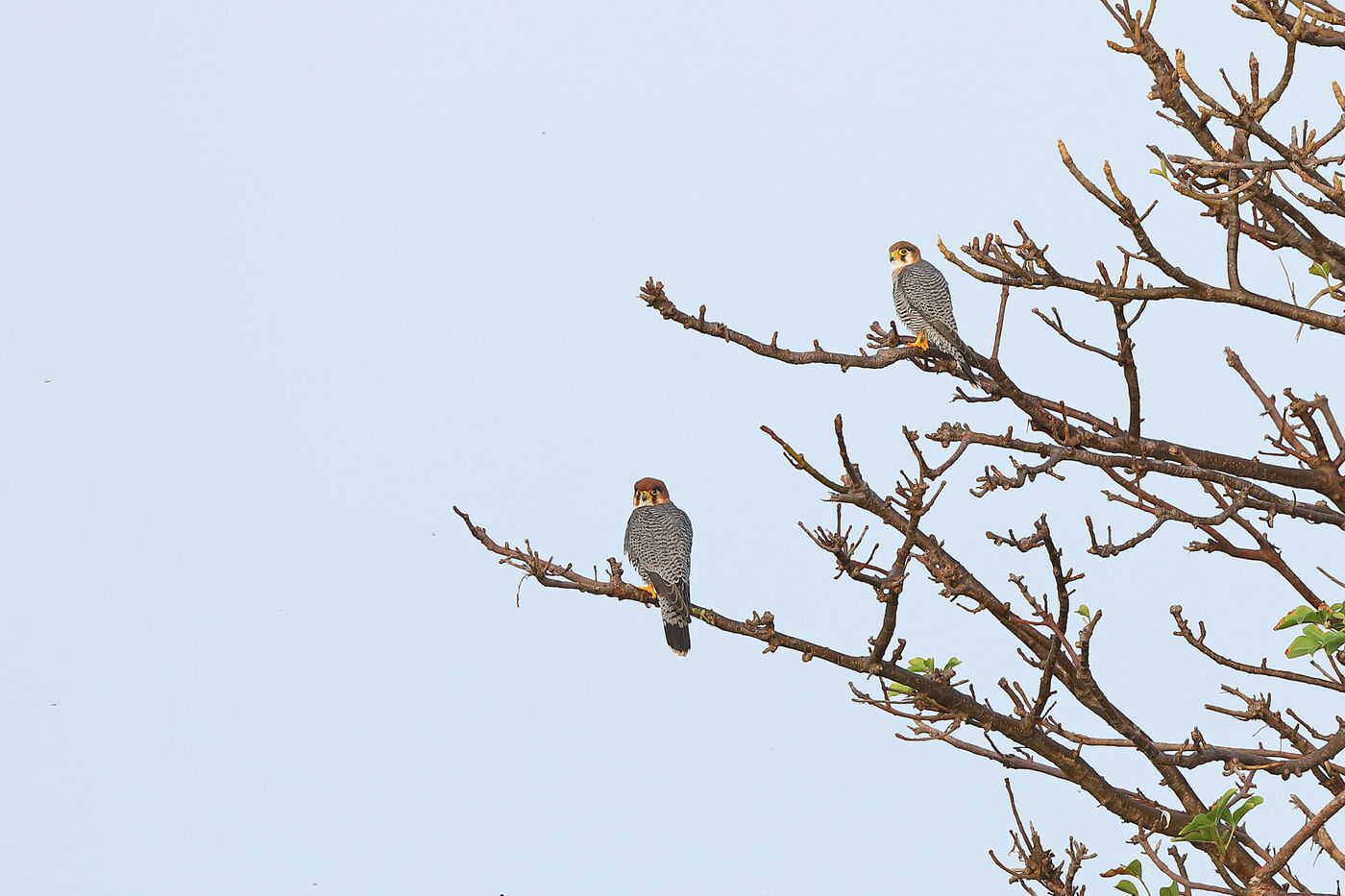 Een paartje red-necked falcons aan de kust bij Kartong. © Peter Grobben