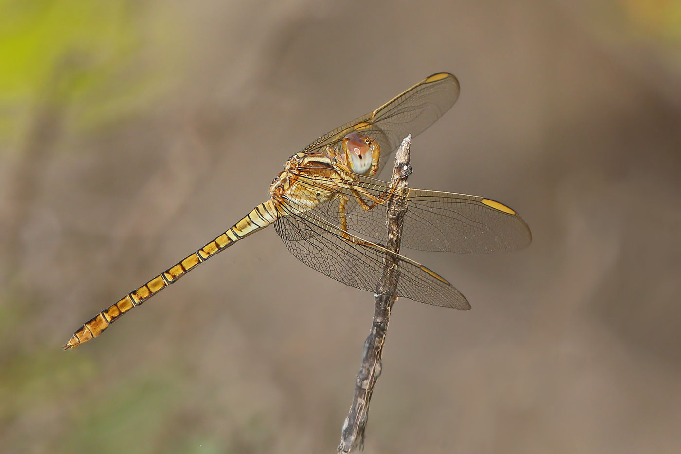 Vrouwtje skimmer (soort orthetrum). De Libelles zijn een mooie uitdaging want er zijn er heel wat. © Peter Grobben