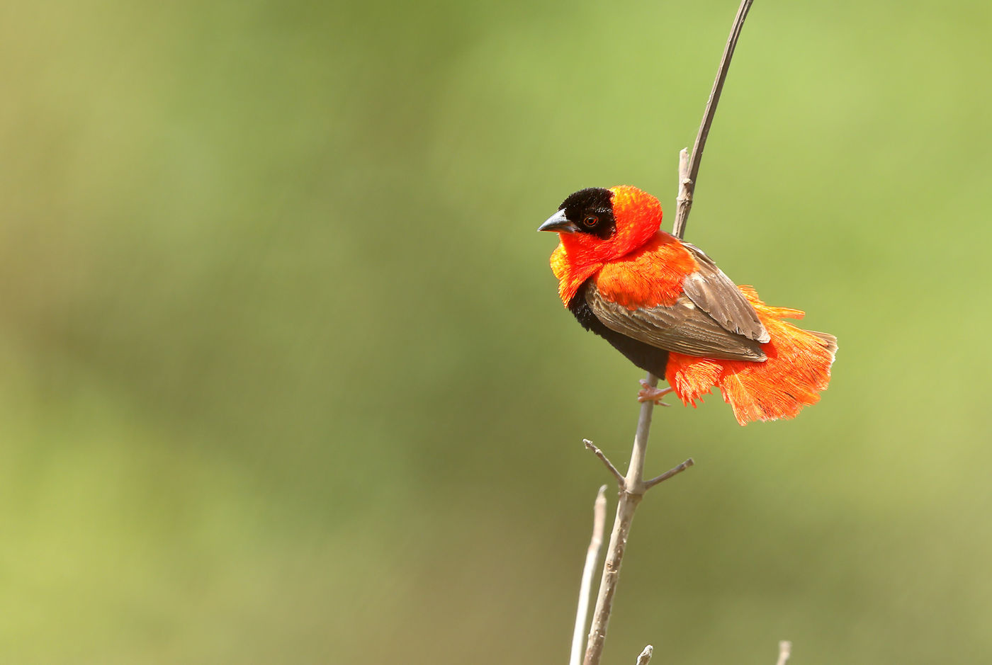 Northern red bishop. © Peter Grobben