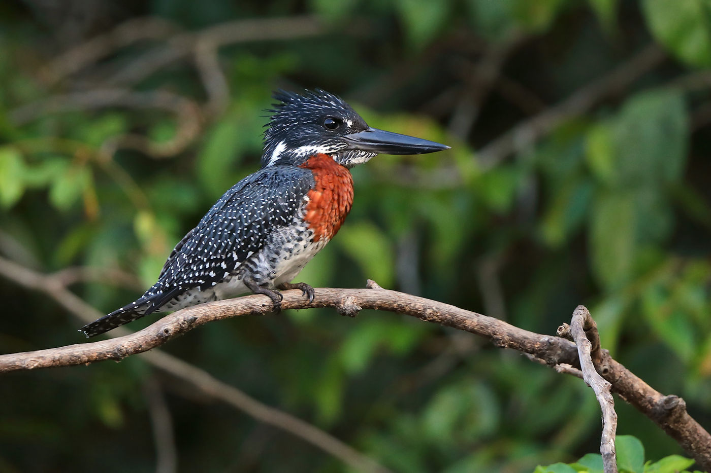 Giant kingfisher. © Peter Grobben