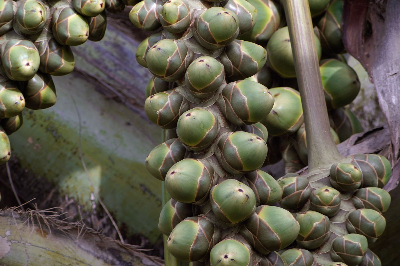 Noten van de Rhun palm / Afrikawaaierpalm. © Peter Grobben