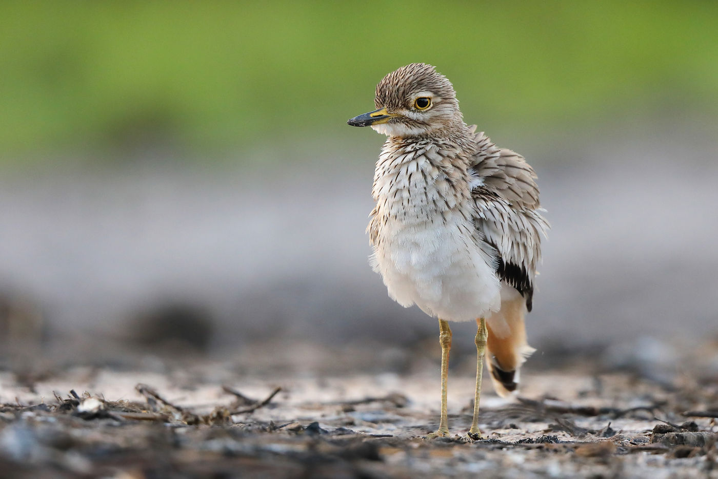 Senegal Thick-knee. Erg fraai, tam en algemeen. Mooi om op te oefenen met de kamera. © Peter Grobben