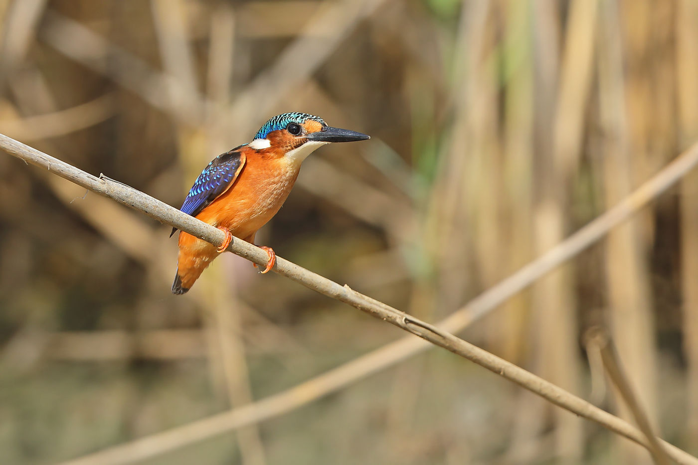 Malachite kingfisher. © Peter Grobben