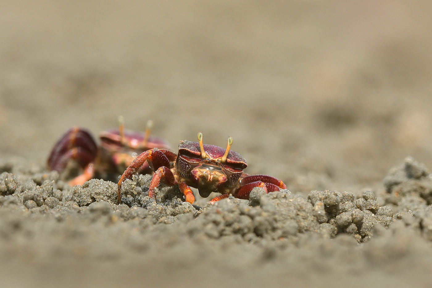 West African Fiddler Crab. Wenkkrabben zie je overal op het slik van de mangrove bossen. © Peter Grobben