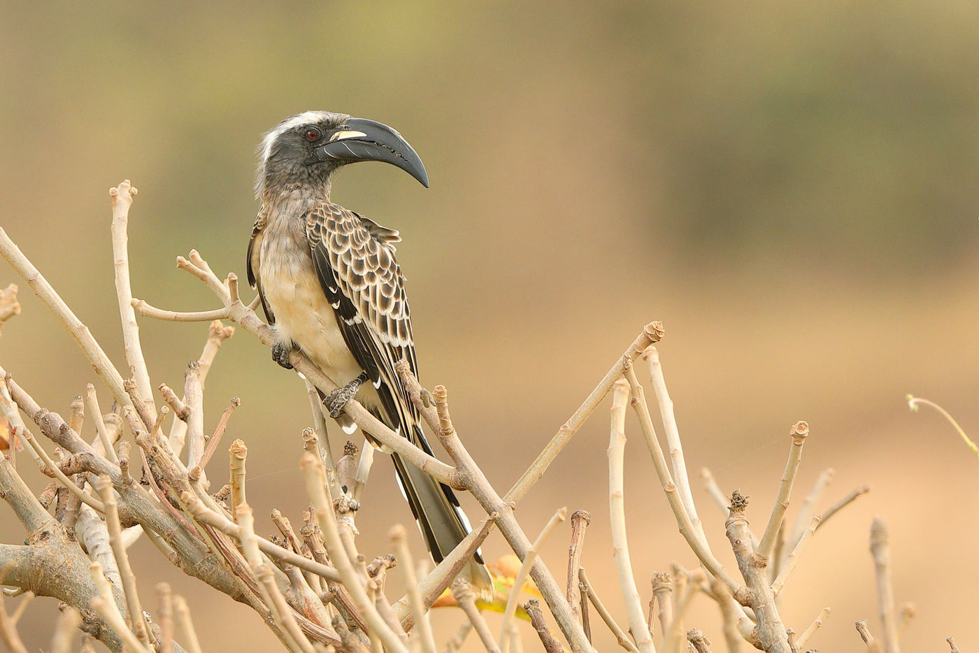 Mannetje African grey hornbill. © Peter Grobben