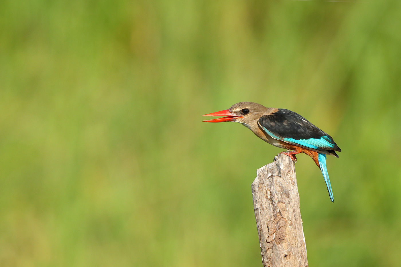 Gray-headed kingfisher. © Peter Grobben