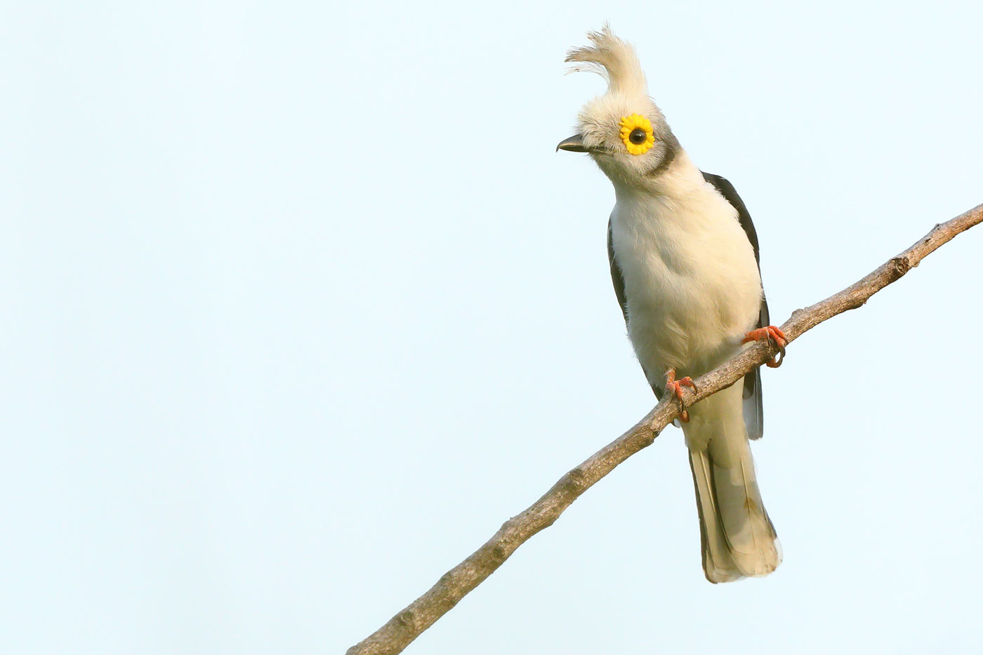 White helmetshrike, de gids weet wel een geluidje waar ze op af komen.© Peter Grobben