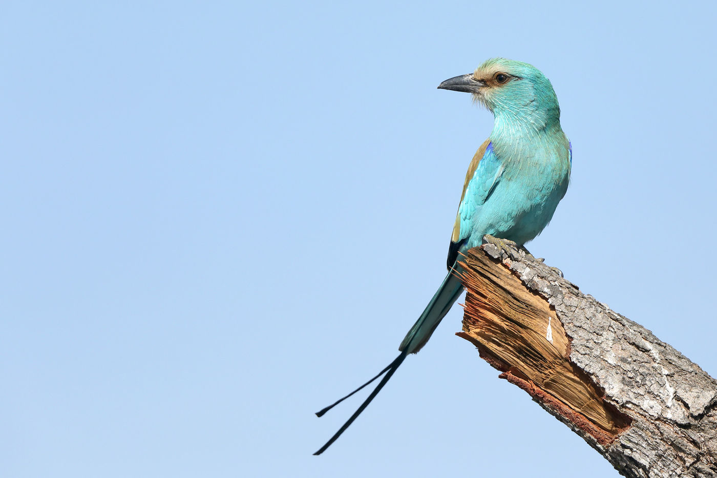 Abyssinian roller, een heel algemene soort in Gambia. © Peter Grobben