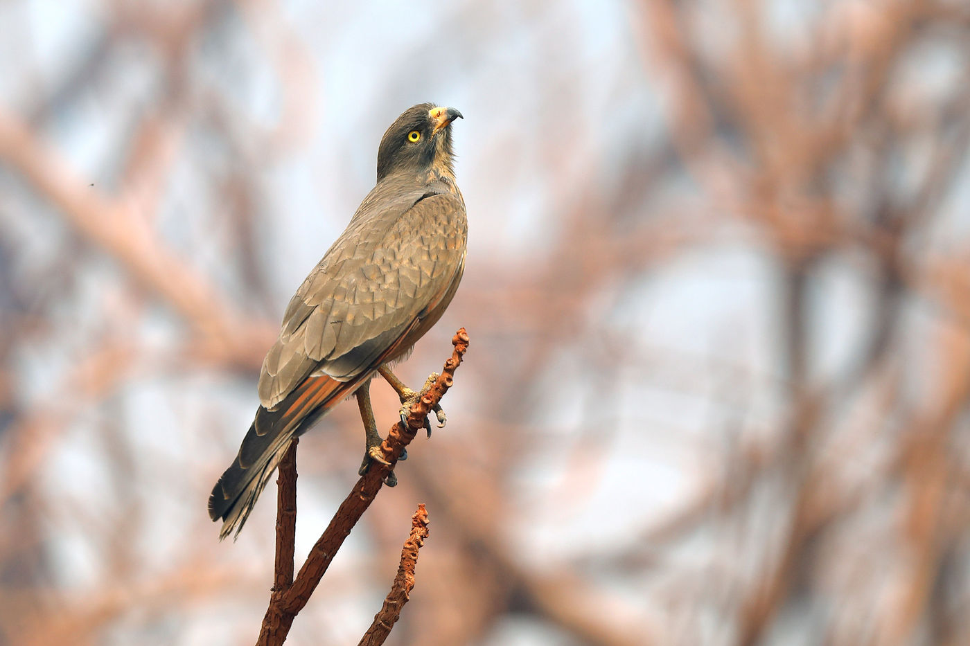 Grasshopper buzzard © Peter Grobben