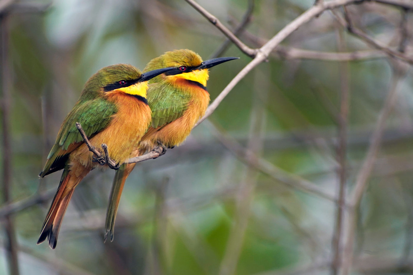 Little Bee-eater. Heel algemeen maar lastig om op de foto te zetten. © Peter Grobben