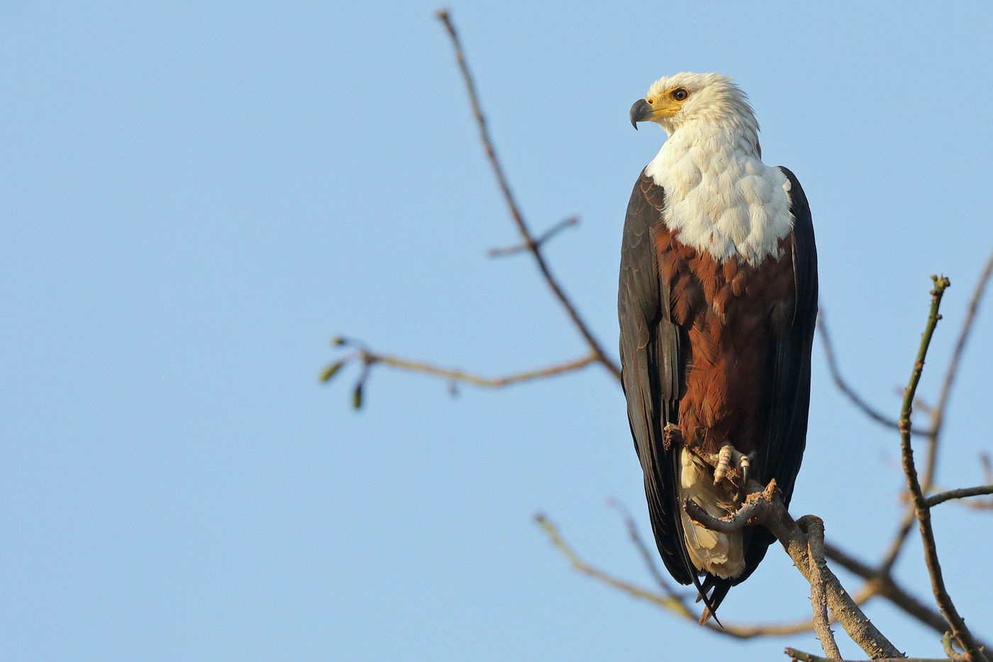 African Fish Eagle © Peter Grobben