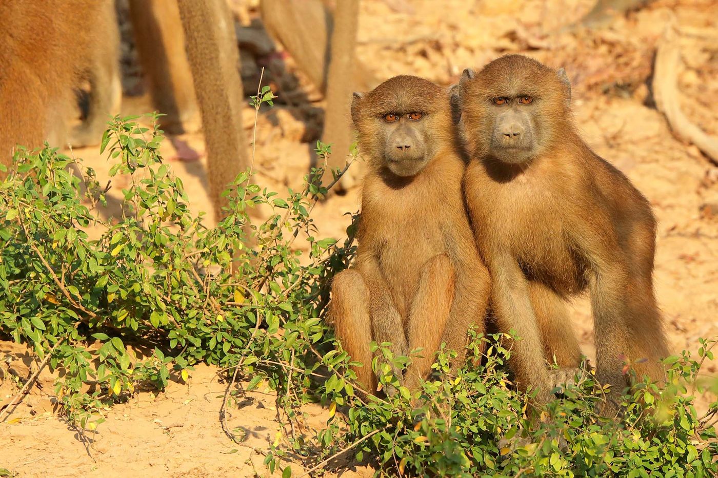 Twee nieuwsgierige Guinea baboon jongens kijken naar de boot. © Peter Grobben