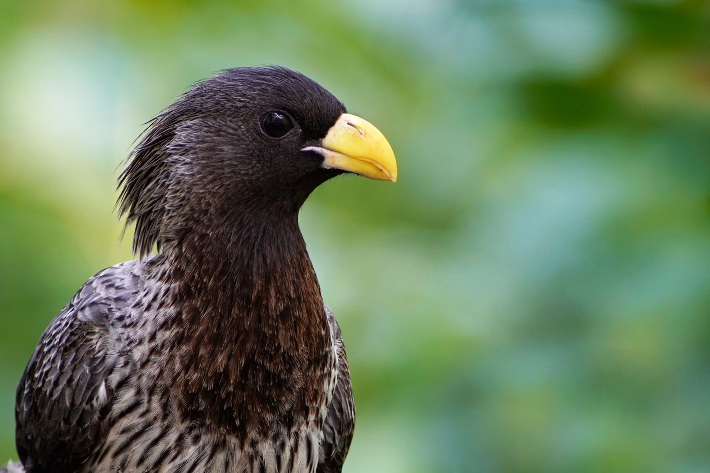 De western grey plantain-eater is ook een toerako-soort. © Peter Grobben