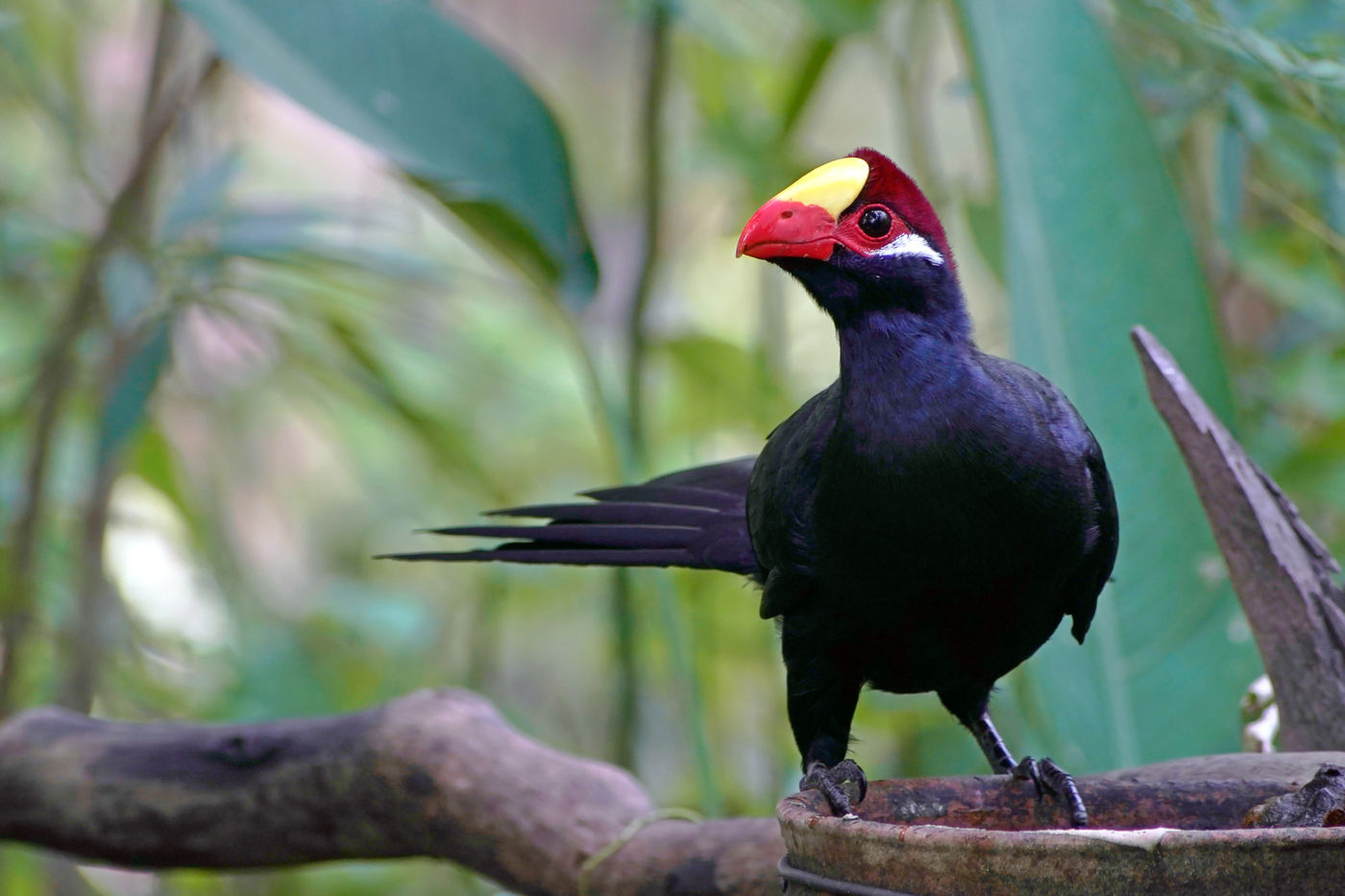 Violet turaco op de drinkbak in de tuin. © Peter Grobben