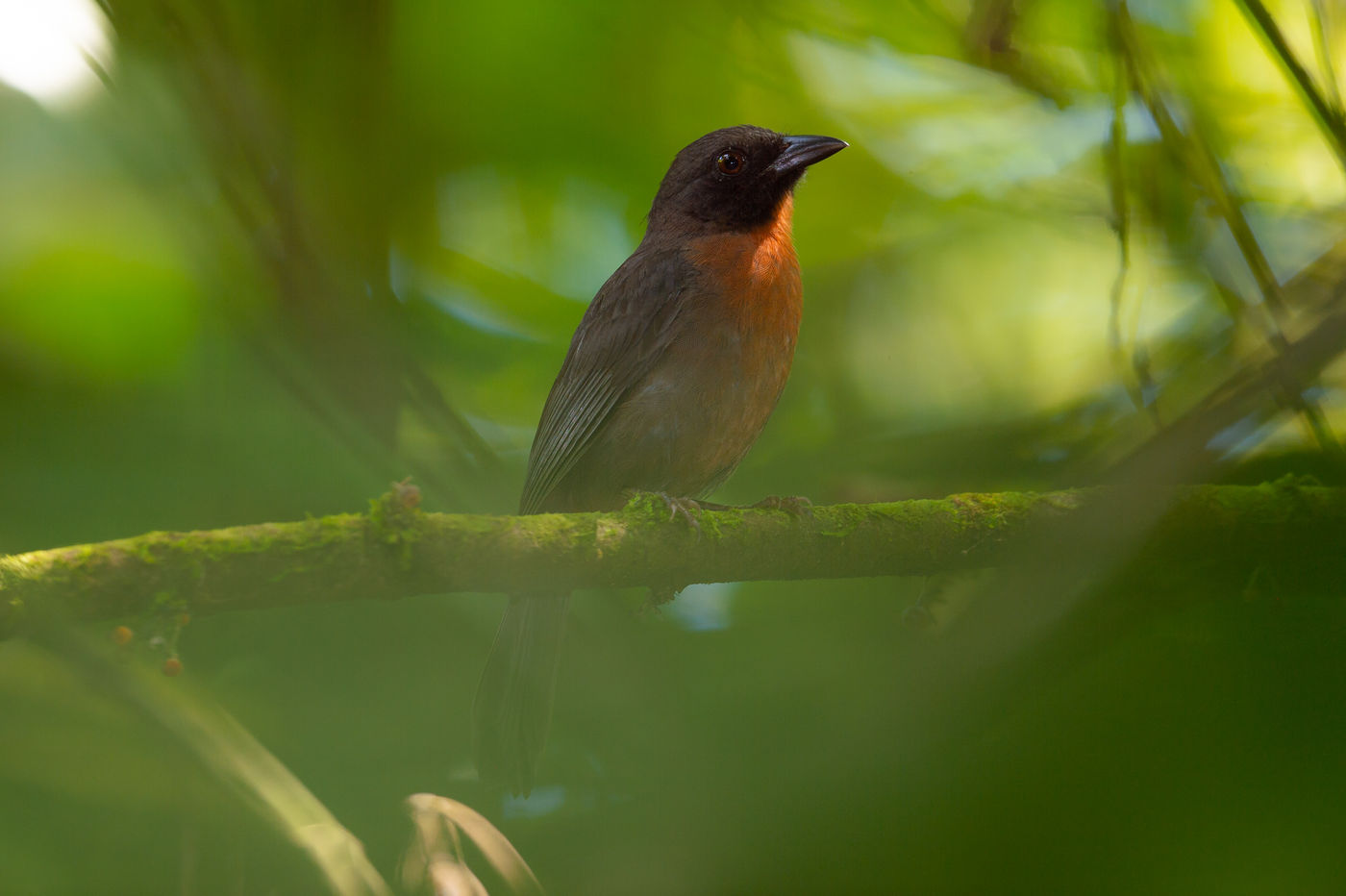 Le Black-cheeked Ant-tanager est aussi endémique du pays. © Billy Herman