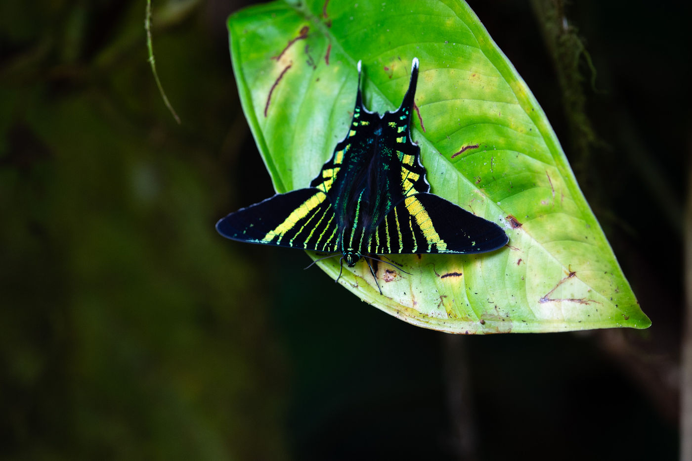 De nombreux papillons croisent aussi notre route durant ce voyage. © Billy Herman