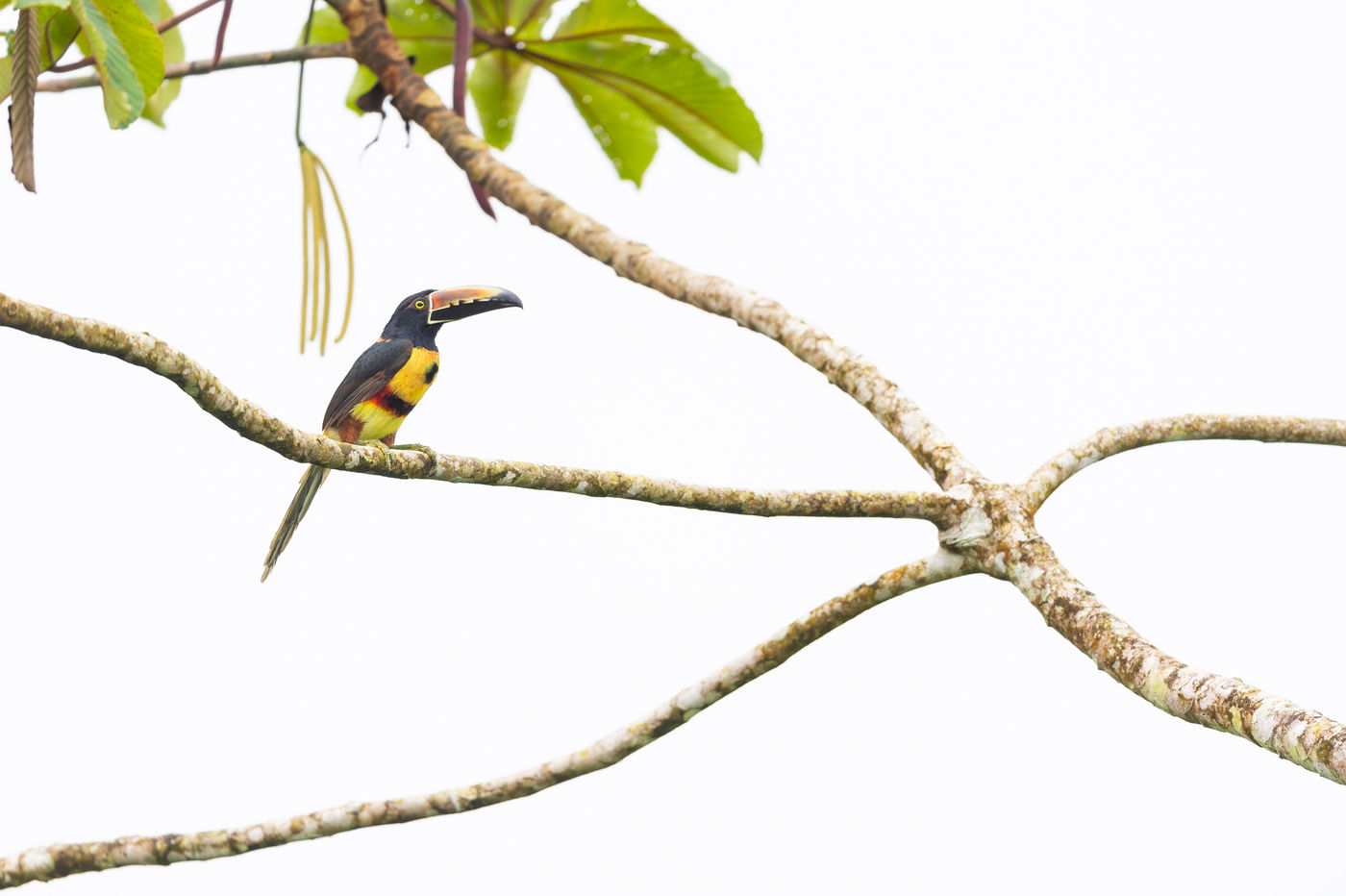 Collared Aracari repéré grâce à son cri. © Billy Herman