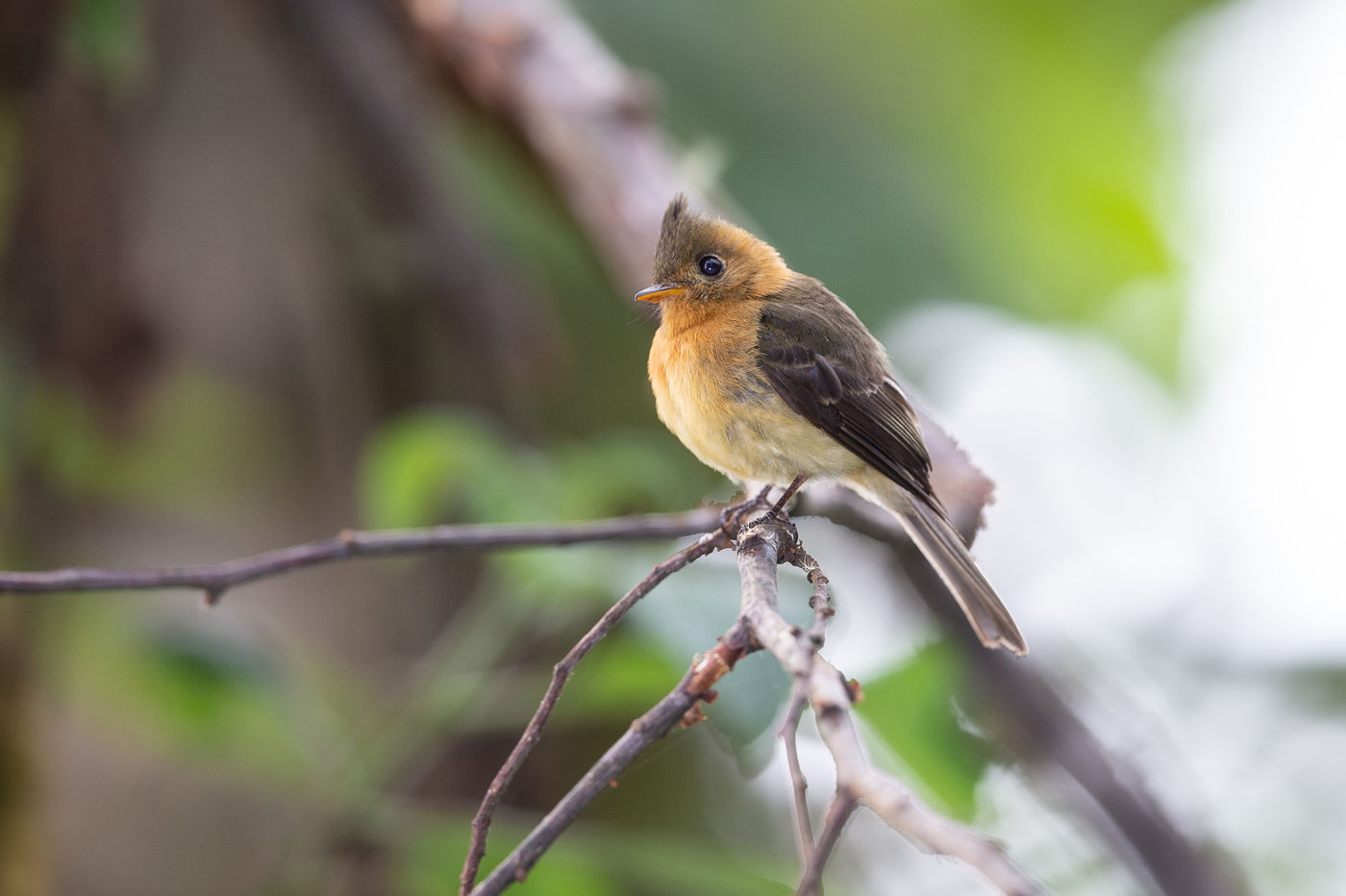 Le nombre d'espèces différentes de flycatchers est hallucinante ! © Billy Herman