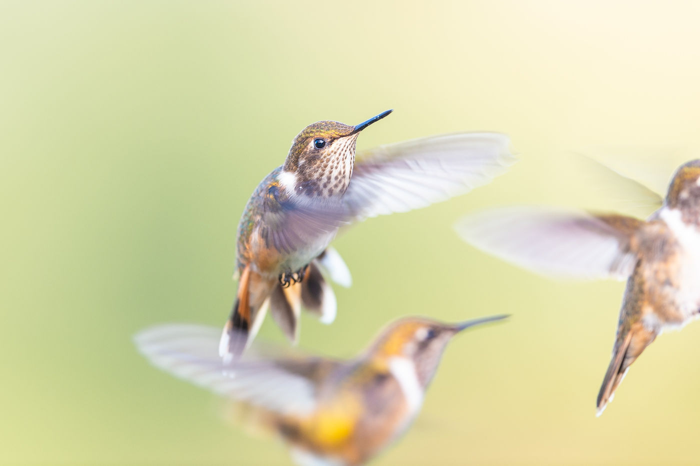 Les mangeoires à colibris sont un véritable régal pour les yeux et les appareils photos © Billy Herman