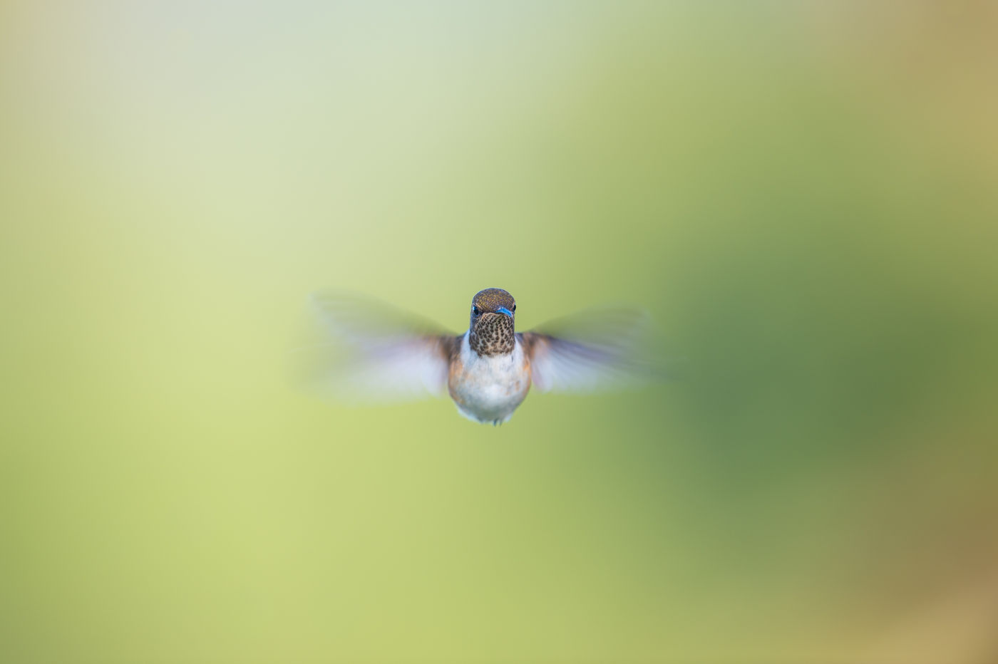 En fonction de l'altitude, nous observons différentes espèces de colibris. © Billy Herman