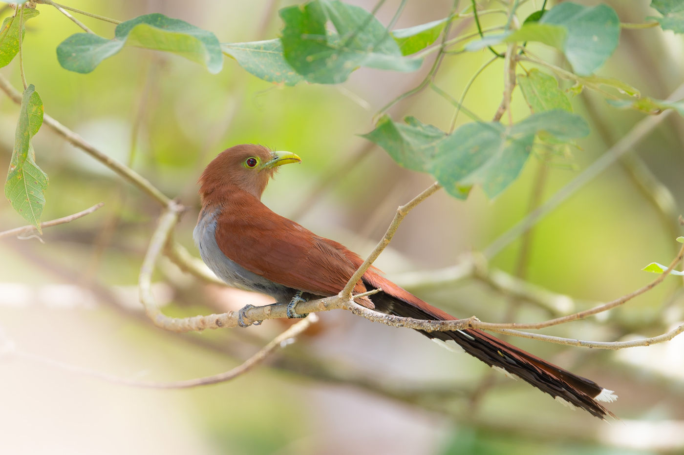 Le Squirrel Cuckoo porte bien son nom... Vous comprendrez pourquoi ! © Billy Herman