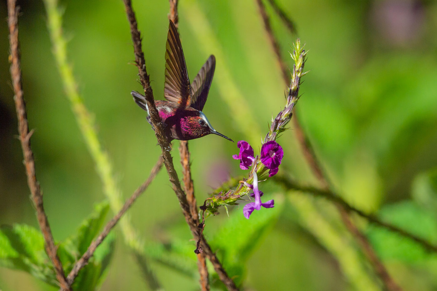 Le mâle de Snowcap est un oiseau aux couleurs uniques ! L'un des moments forts de notre voyage. © Billy Herman