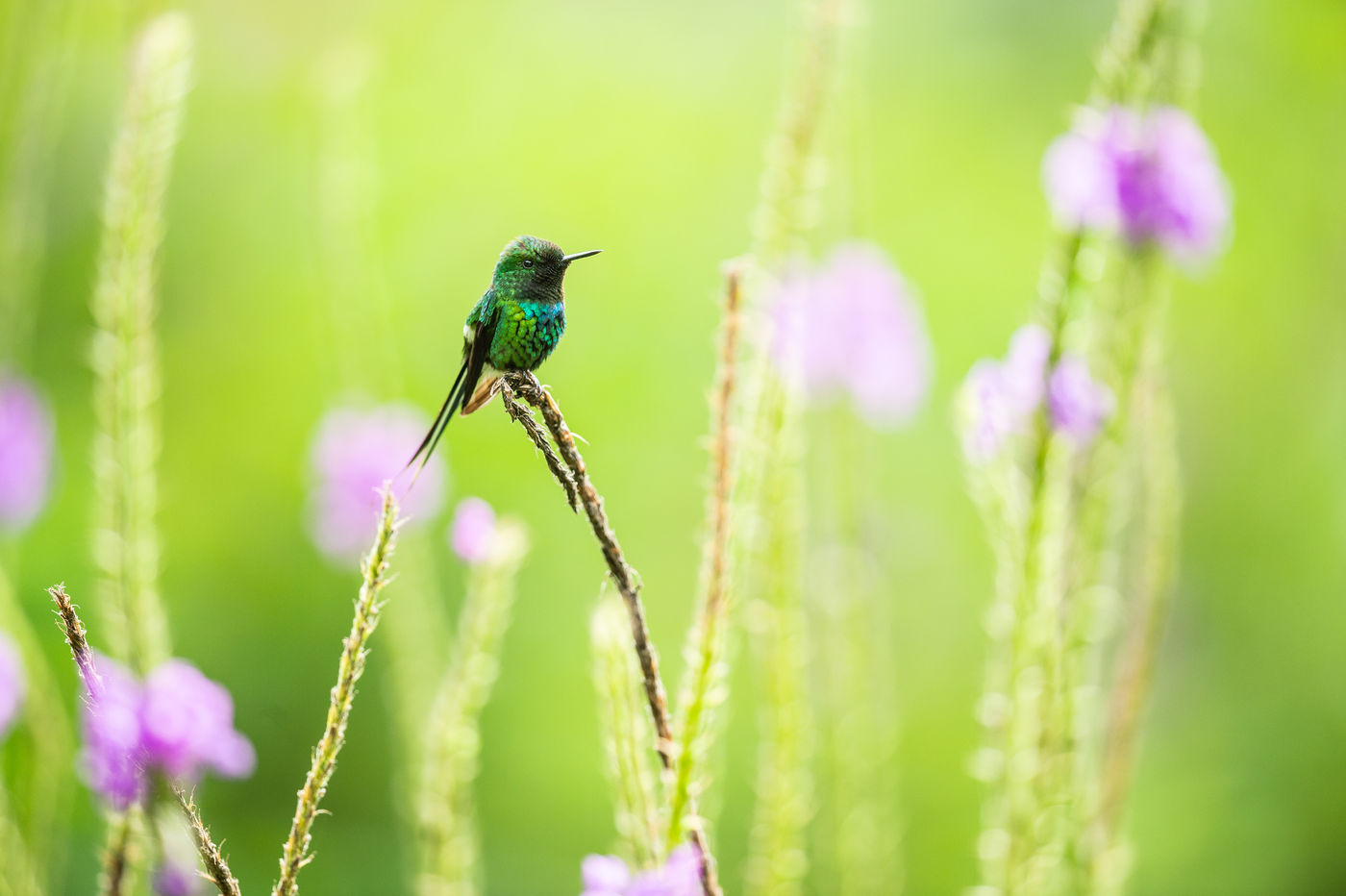 Green Thorntail durant l'un de ses rares moments au repos. © Billy Herman