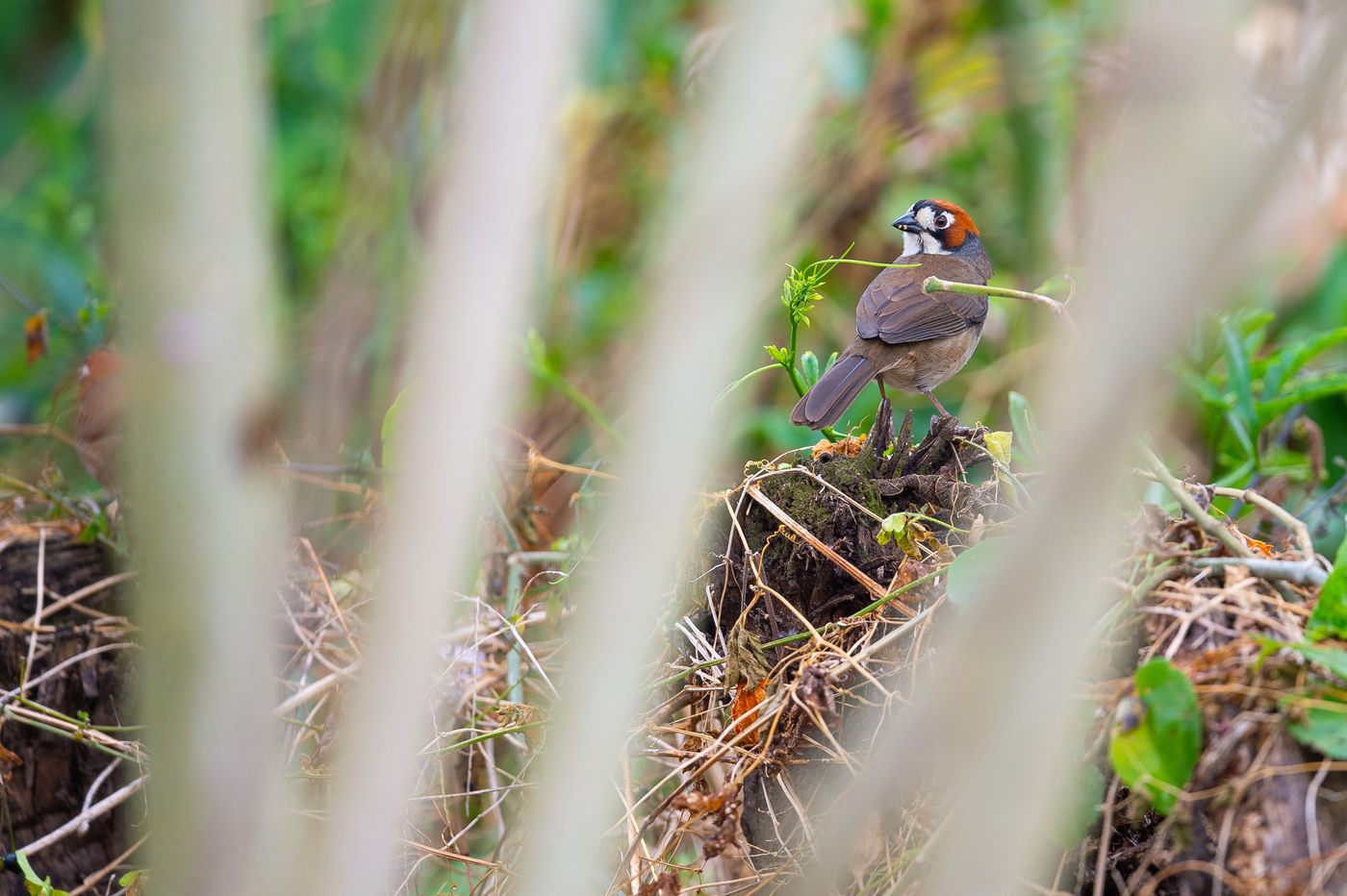 Son cousin le Cabani's Ground-Sparrow est lui endémique du pays.© Billy Herman