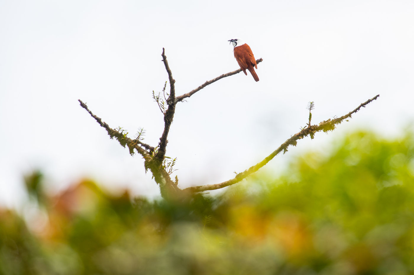 Three-wattled Bellbird chantant depuis son perchoir. © Billy Herman