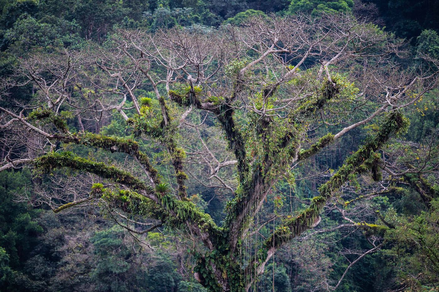 Une véritable forêt vierge s'étend à nos pieds. © Billy Herman