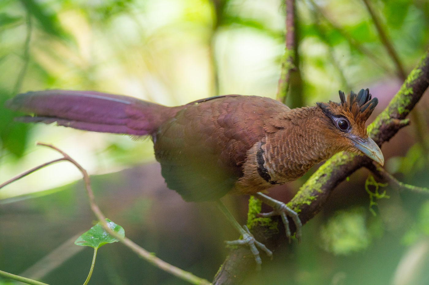 Le Rufous-vented Ground-Cuckoo est peut-être l'oiseau le plus rare du Costa Rica. Il faut une bonne dose de chance pour en croiser un !© Billy Herman