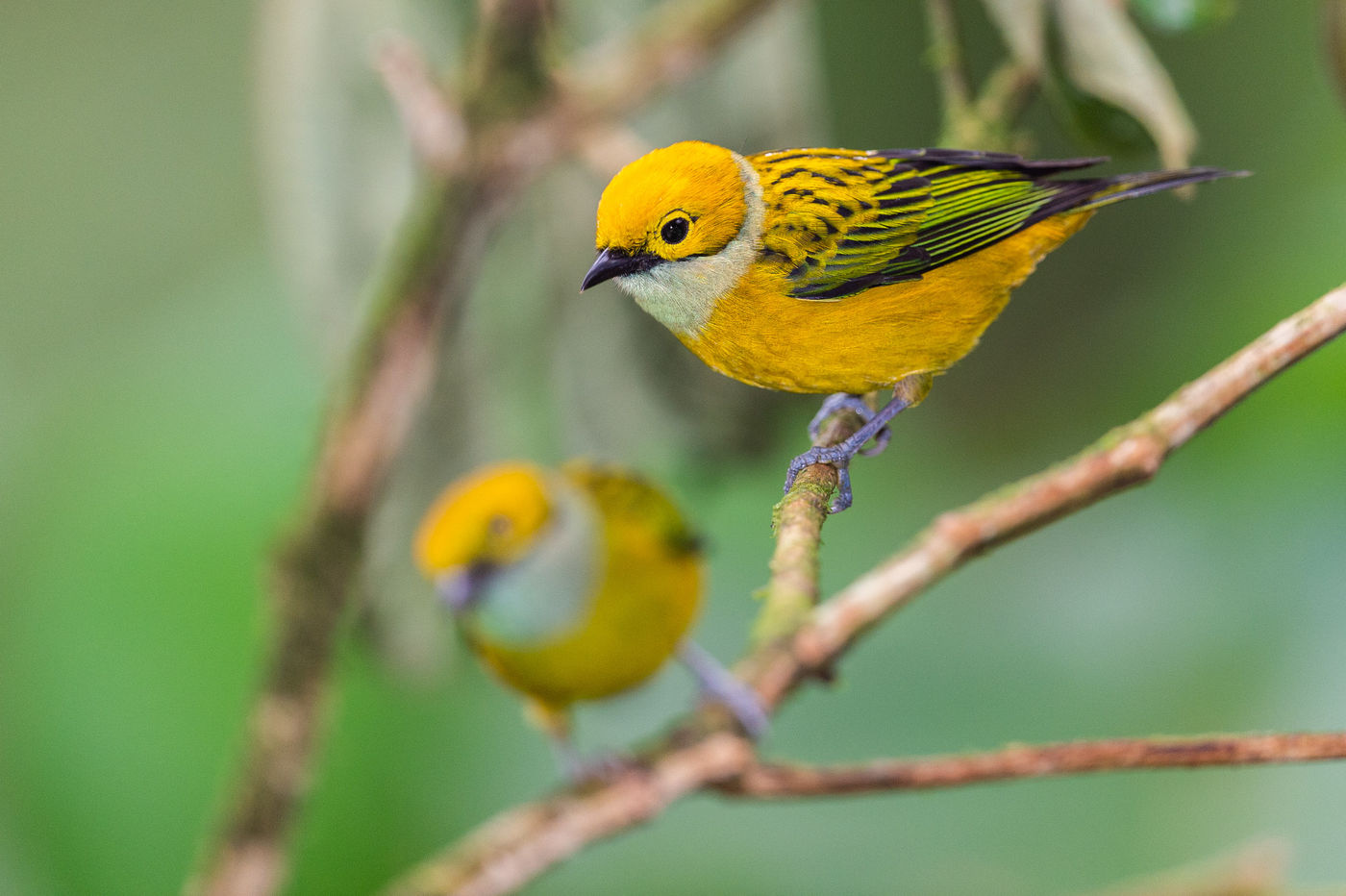 Du bleu au rouge en passant par le jaune, vous trouverez des tanagers de toutes les couleurs ! © Billy Herman