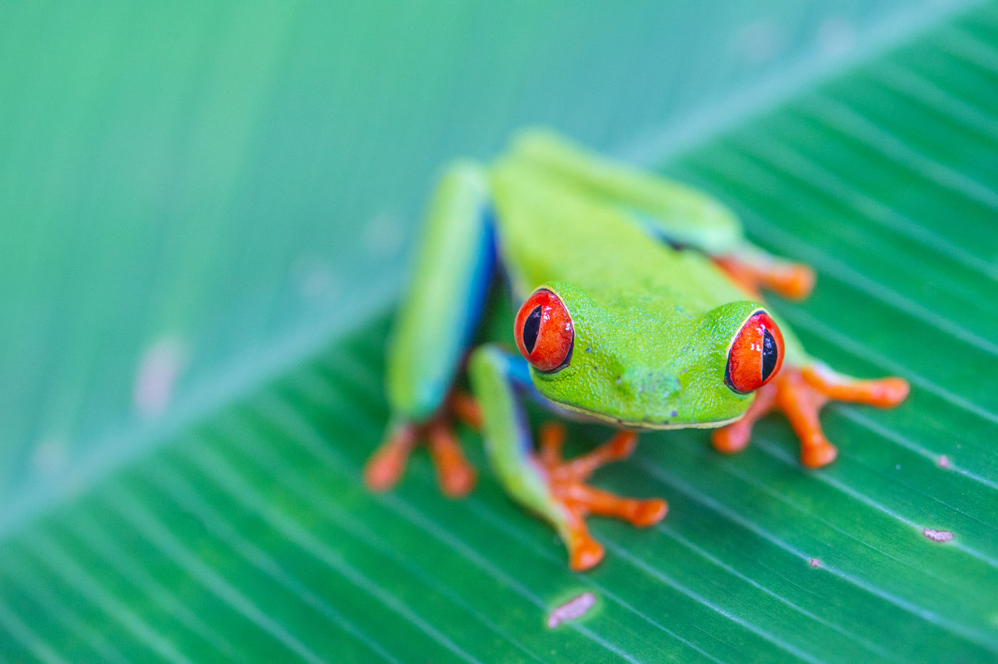La mythique Red-eyed Tree-Frog lors d'une promenade nocturne ! © Billy Herman