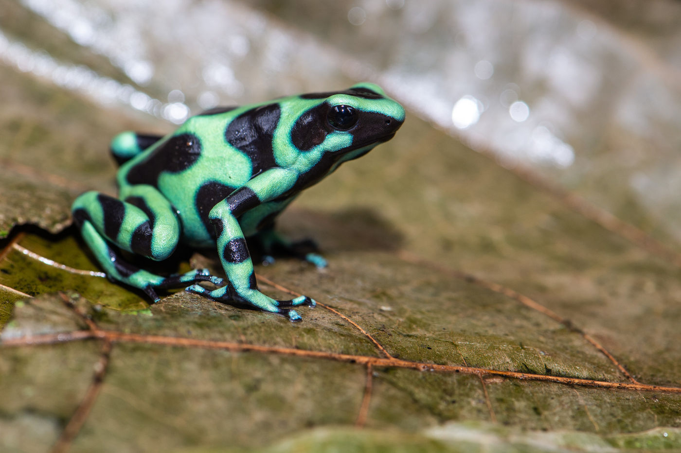 Admirez les couleurs de cette grenouille ! © Billy Herman