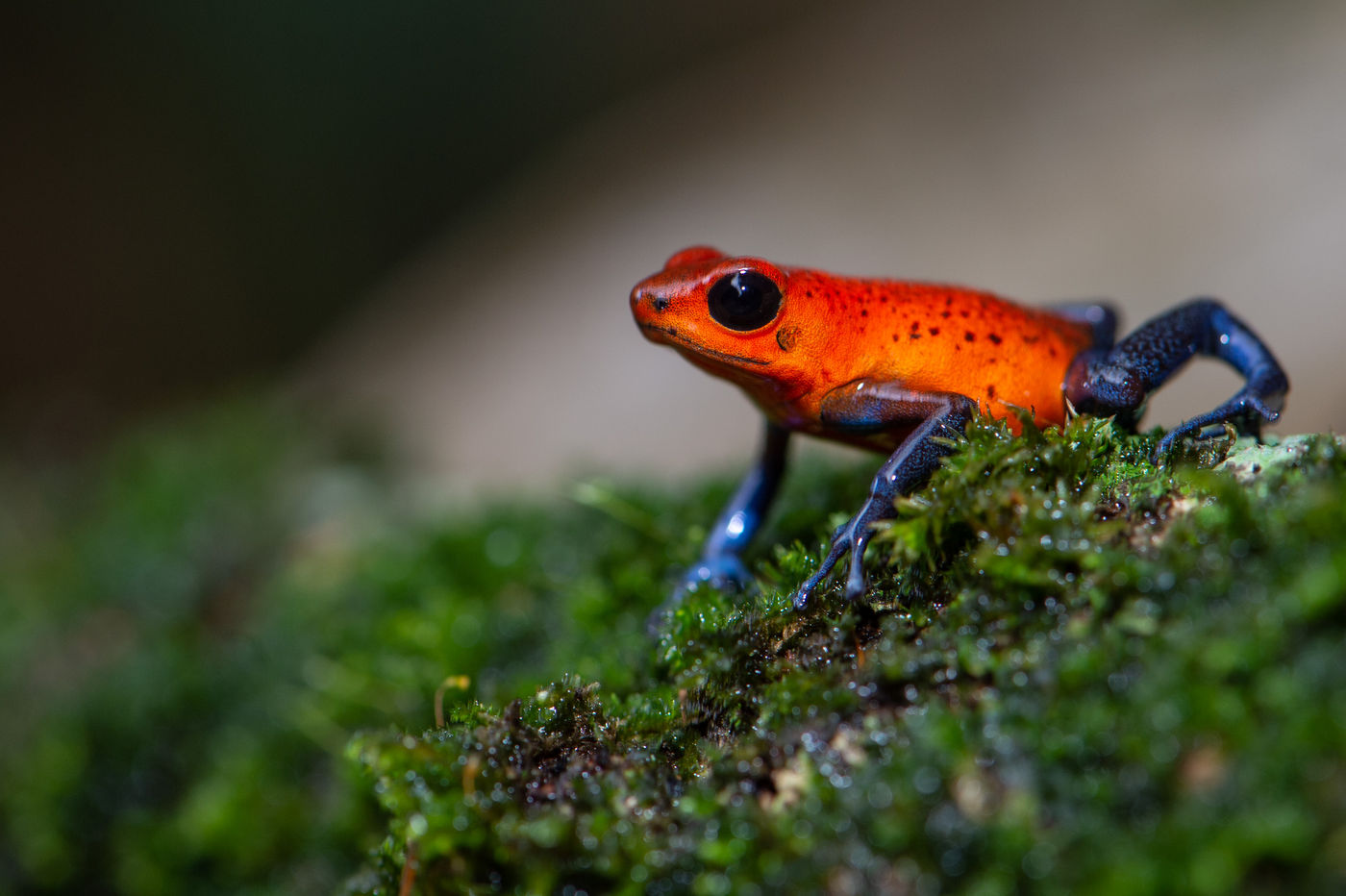 De nombreuses grenouilles venimeuses peuplent les forêts tropicales © Billy Herman