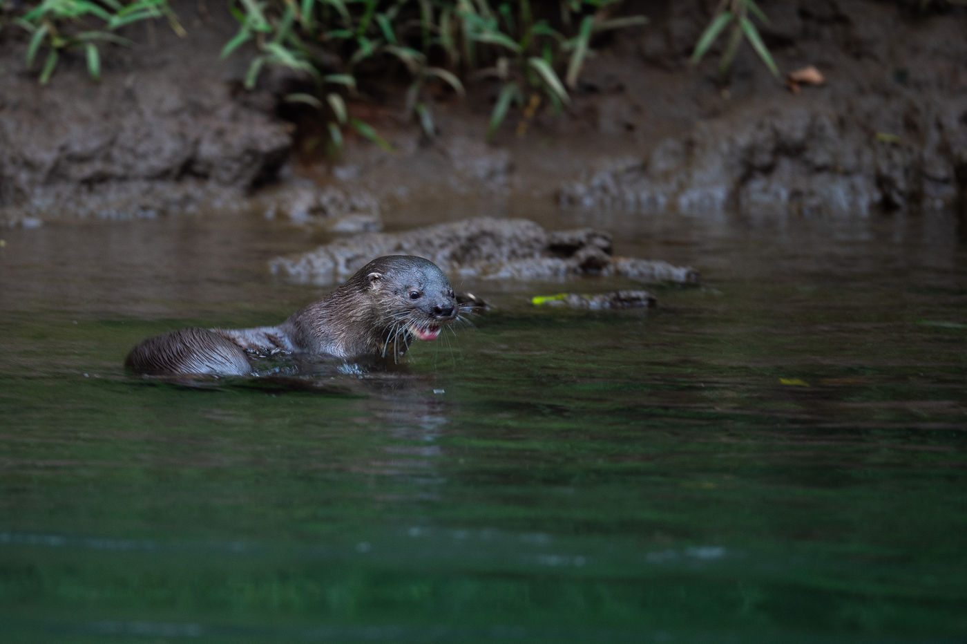 Une loutre cherche de la nourriture au crépuscule. © Billy Herman