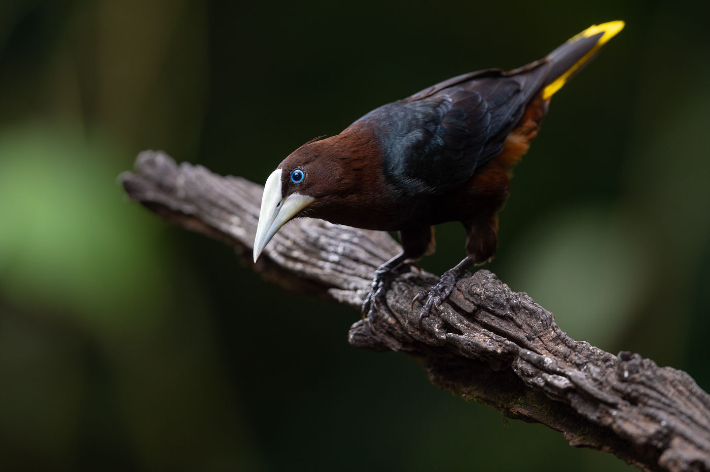 Une fois que vous aurez entendu le cri de l'Oropendola, vous ne serez pas prêt de l'oublier ! © Billy Herman