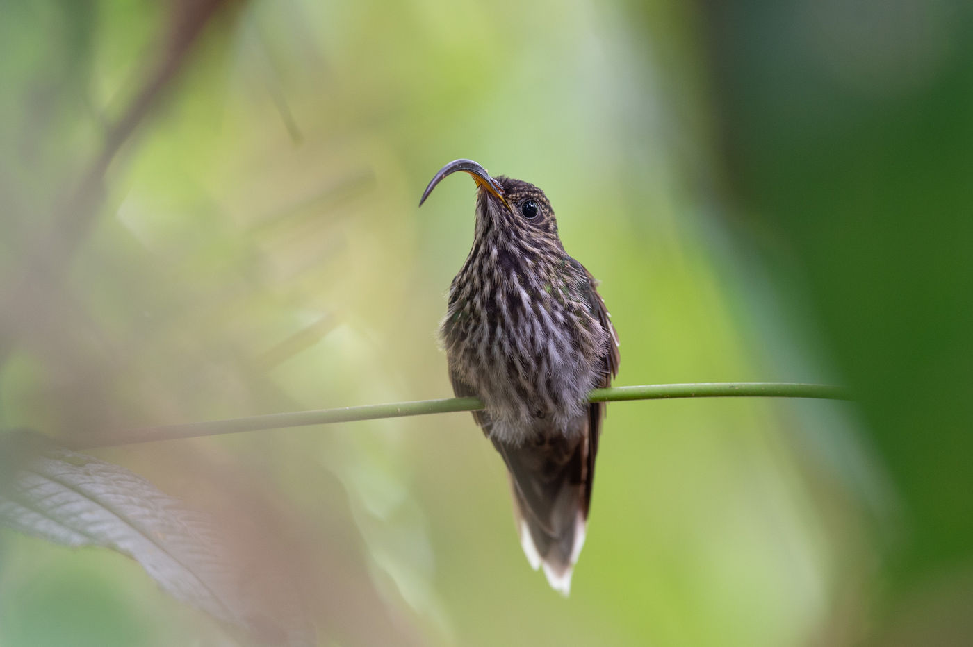 Le White-tipped Sicklebill est rare et difficile à observer au Costa Rica. © Billy Herman