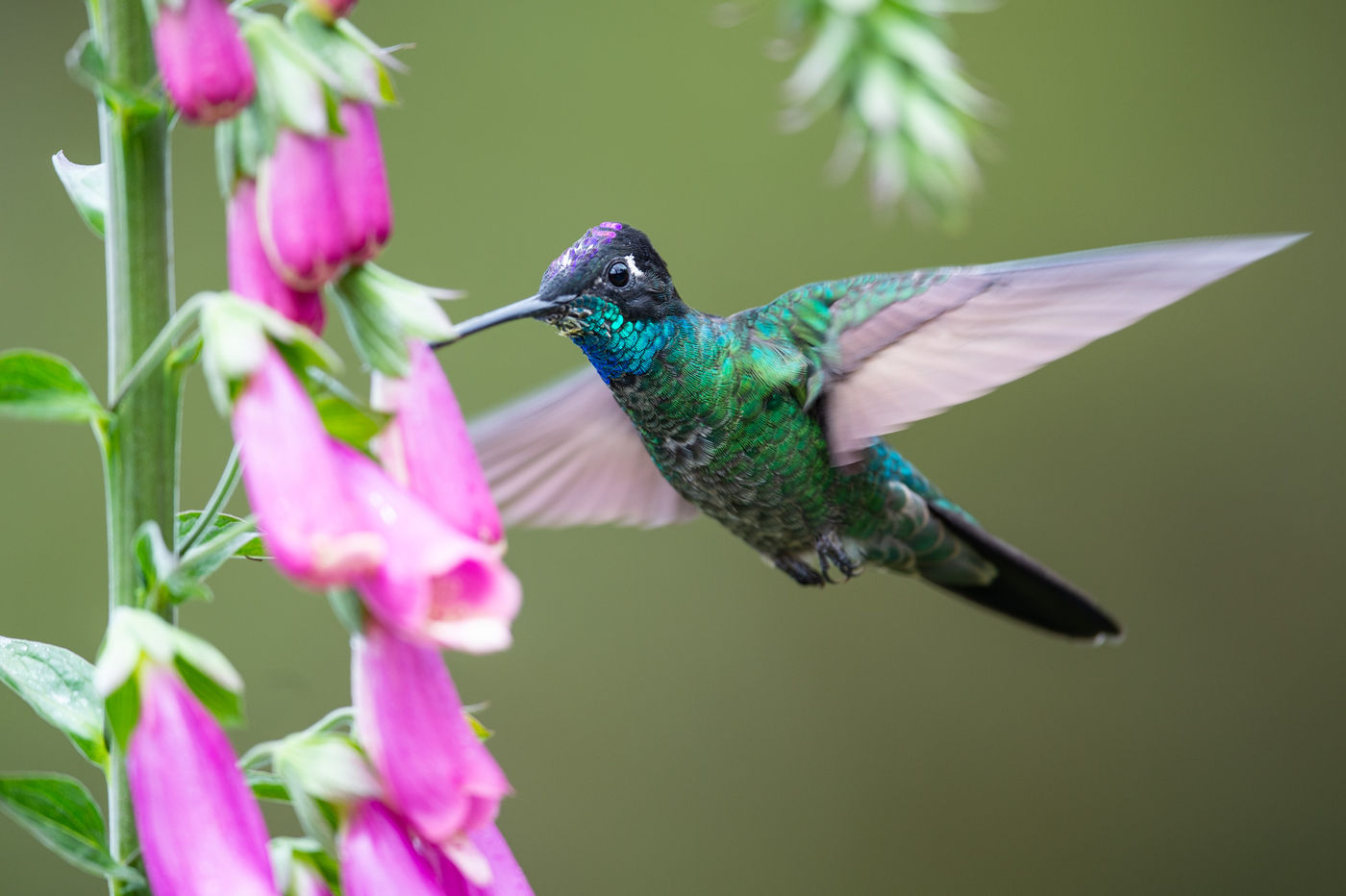 Photographier les colibris en vol est tout un travail ! © Billy Herman