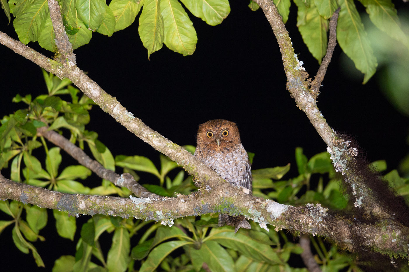 Quelques espèces de rapaces nocturnes sont aussi cantonnées aux forêts d'altitude... © Billy Herman