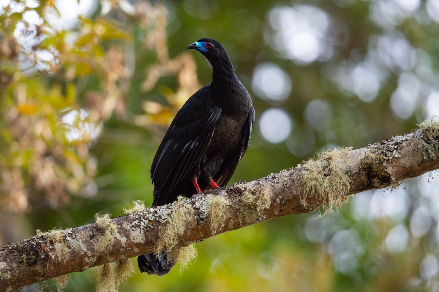 Le Black Guan est devenu rare au Costa Rica, mais il est aujourd'hui protégé. © Billy Herman