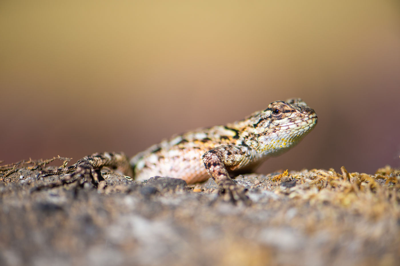 De nombreux reptiles peuvent aussi s'observer au Costa Rica. © Billy Herman