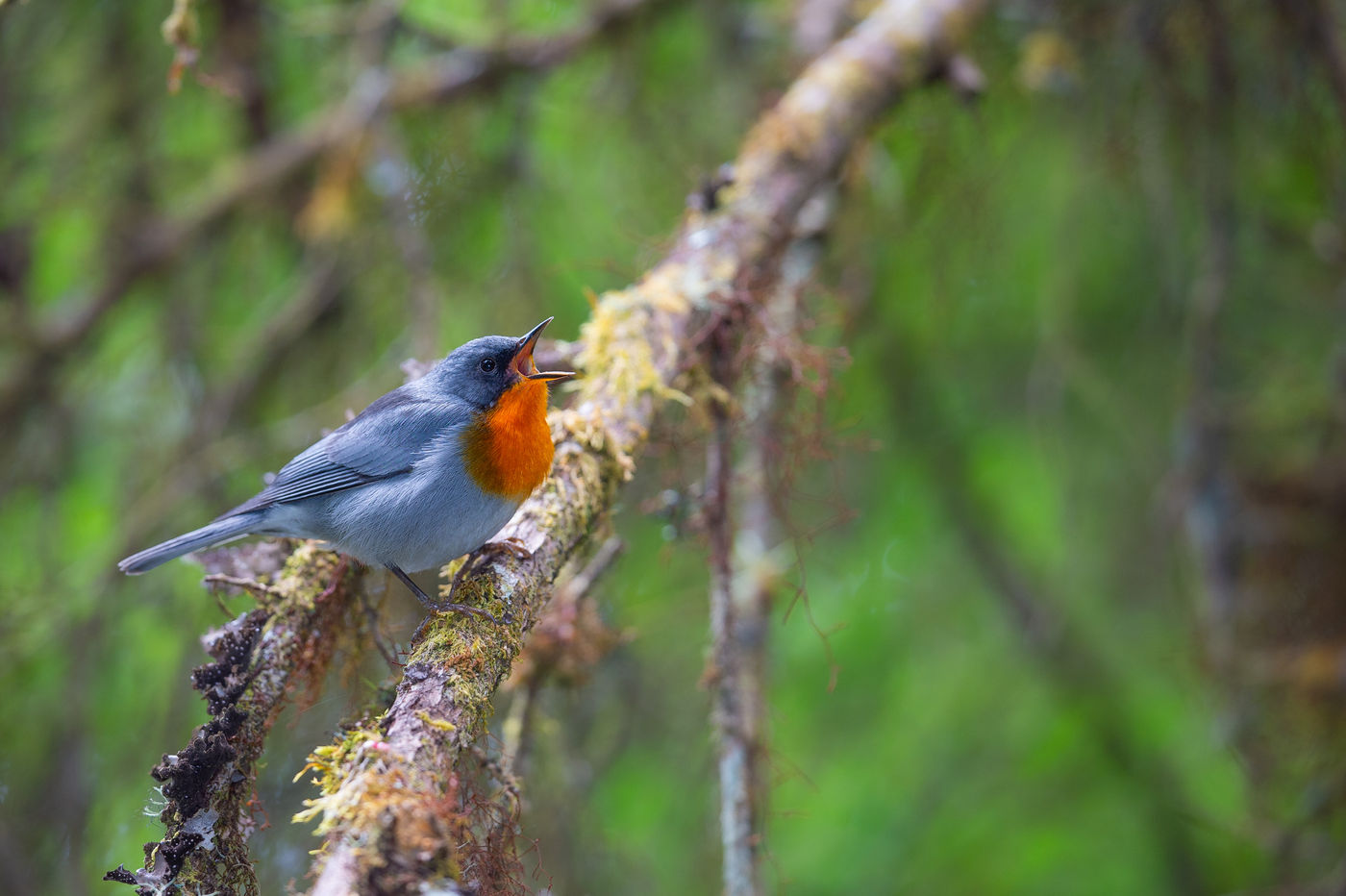 La Flame-throated Warbler peuple les forêts d'altitude. © Billy Herman