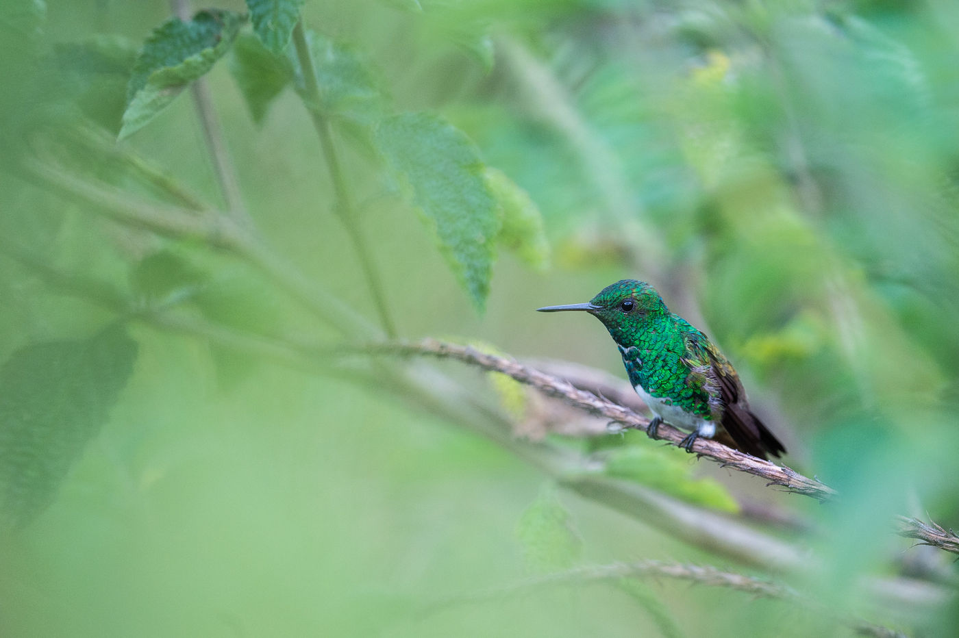 Plus de 50 espèces de colibris peuvent croiser notre chemin. © Billy Herman
