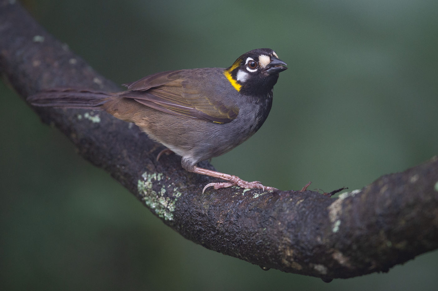 Le White-eared Ground-Sparrow ne se trouve que de manière très localisée au Costa Rica. © Billy Herman