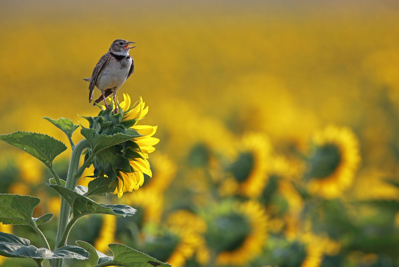 Kalanderleeuwerik © Emil Enchev / STARLING reizen