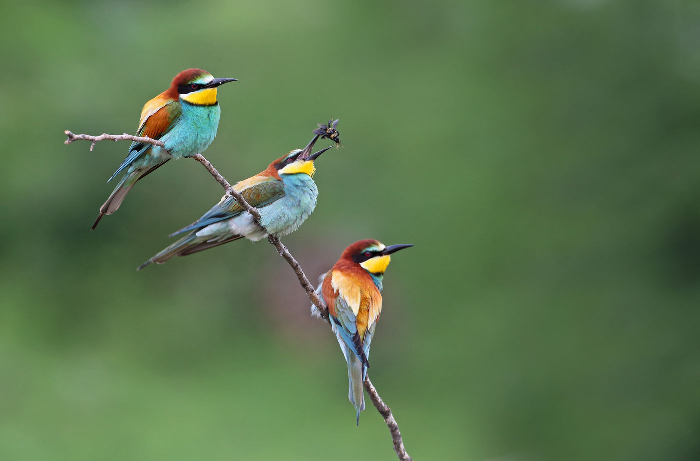 Bijeneters © Emil Enchev / STARLING reizen